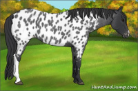 Horse Color:Blue Roan Near Leopard 