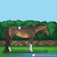 Horse Color:Buckskin Tobiano 