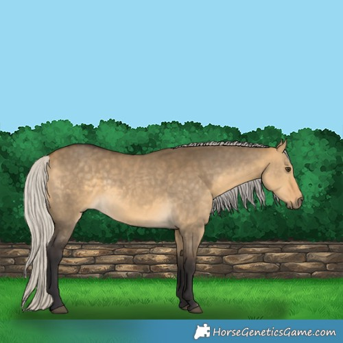 Horse Color:Silver Buckskin Dun 