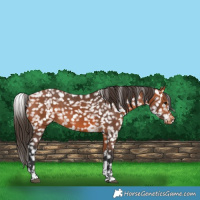 Horse Color:Bay Tobiano Appaloosa 