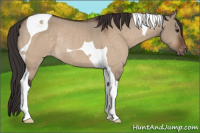 Horse Color:Brown Dun Tobiano Appaloosa Rabicano 