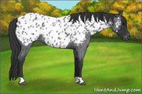 Horse Color:Blue Roan Appaloosa 