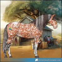 Horse Color:Bay Tobiano Appaloosa 
