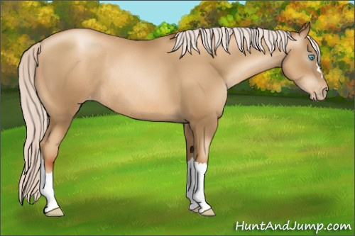 Horse Color:Gray Silver Sable Cream Champagne Pearl Appaloosa Rabicano 