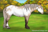 Horse Color:Gray Silver Grullo Roan Pearl Frame Appaloosa Rabicano 