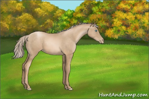 Horse Color:Chocolate Palomino Pearl Rabicano 