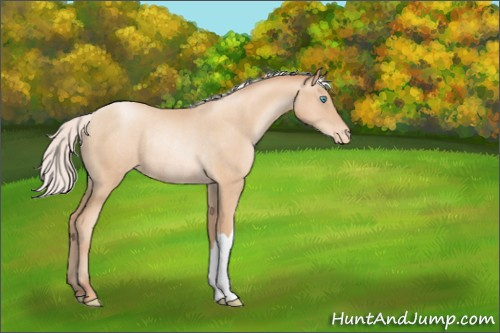 Horse Color:Silver Sable Champagne Pearl Appaloosa Rabicano 