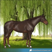 Horse Color:Liver Chestnut 