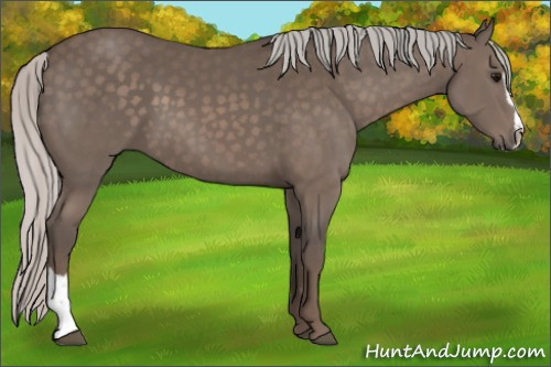Horse Color:Silver Black Mushroom Sabino 