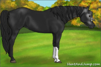 Horse Color:Gray Black 
