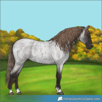 Horse Color:Liver Red Roan 