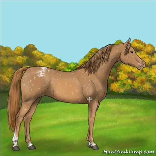 Horse Color:Chestnut Tobiano Appaloosa 