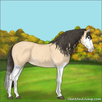 Horse Color:Buckskin Roan Splash 