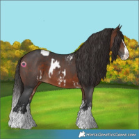 Horse Color:Brown Sabino Splash Appaloosa  and Brown Sabino Splash 