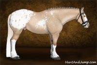 Horse Color:Silver Brown Pearl Dun Splash Appaloosa 