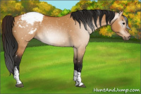 Horse Color:Gray Bay Dun Tobiano Appaloosa 