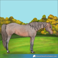 Horse Color:Unknown 