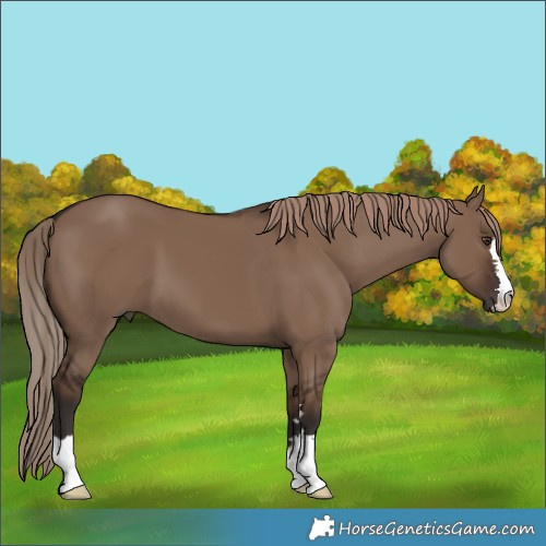 Horse Color:Liver Red Dun 