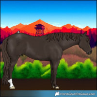 Horse Color:Liver Chestnut 
