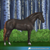 Horse Color:Liver Chestnut 