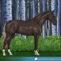 Horse Color:Liver Chestnut 