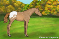 Horse Color:Chestnut Tobiano Appaloosa 