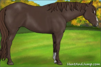 Horse Color:Liver Chestnut Sabino 