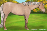 Horse Color:Silver Sable Champagne Roan 