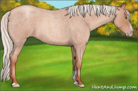 Horse Color:Silver Classic Champagne Roan Sabino
