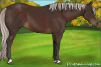 Horse Color:Silver Brown Sabino 