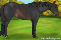 Horse Color:Brown Rabicano