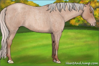 Horse Color:Silver Sable Champagne Roan 