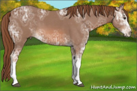 Horse Color:Chestnut Ice Sabino 