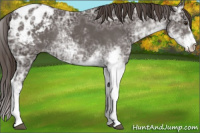 Horse Color:Liver Chestnut Ice Sabino Appaloosa