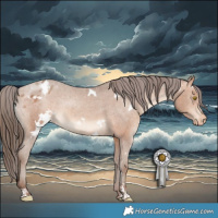 Horse Color:White Spotted Amber Champagne Appaloosa 