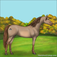Horse Color:Red Dun 