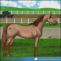 Horse Color:Red Dun 