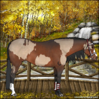 Horse Color:Brown Dun and Brown