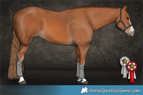 Horse Color:Chestnut 