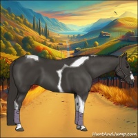 Horse Color:Smoky Black Tobiano 