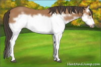 Horse Color:Bay Splash Frame 