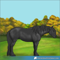 Horse Color:Black 