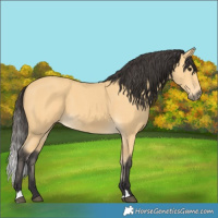 Horse Color:Buckskin 