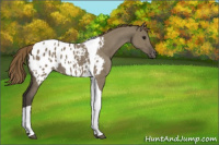 Horse Color:Smoky Grullo Tobiano Appaloosa