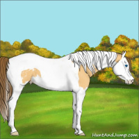 Horse Color:Buckskin Dun Splash Tobiano Appaloosa 