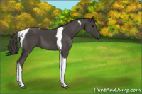 Horse Color:Smoky Black Tobiano