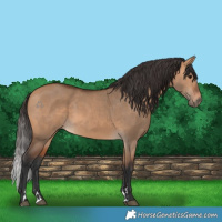 Horse Color:Bay Dun 