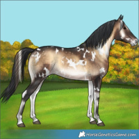 Horse Color:White Spotted Brown Onyx Rabicano 