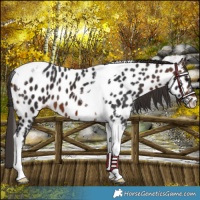 Horse Color:Brown Tobiano Near Leopard 