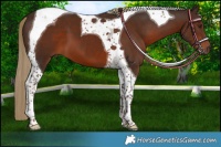 Horse Color:Liver Chestnut Tobiano 